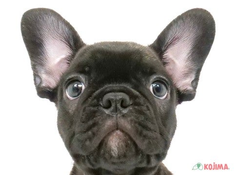 千葉県のフレンチブルドッグ (コジマアリオ市原店/2024年3月31日生まれ/男の子/ブリンドル)の子犬