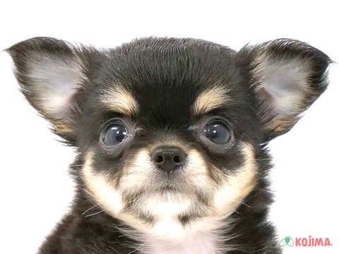 東京都のチワワ(ロング) (コジマ国領店/2024年4月2日生まれ/女の子/ブラックタンホワイト)の子犬