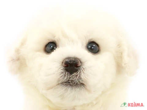 東京都のビションフリーゼ (コジマ足立店/2024年4月1日生まれ/男の子/ホワイト)の子犬