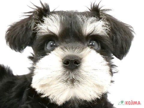 東京都のミニチュアシュナウザー (コジマ六本木店/2024年3月25日生まれ/男の子/ブラックシルバー)の子犬