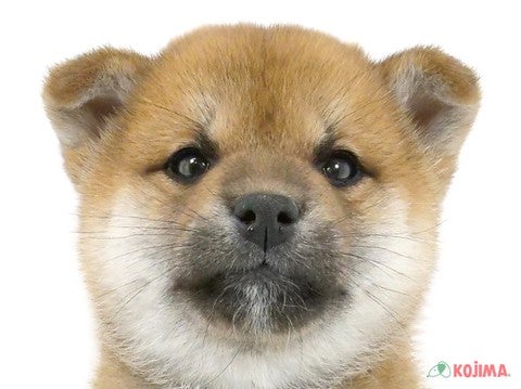 埼玉県の柴犬(標準サイズ) (コジマ大宮店/2024年3月30日生まれ/男の子/赤)の子犬