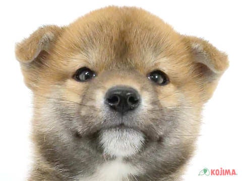 2024年3月31日生まれの柴犬(標準サイズ)の1枚目の写真