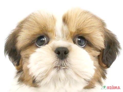 千葉県のシーズー (コジマウエルケアセンター/2024年4月1日生まれ/男の子/ホワイトゴールド)の子犬