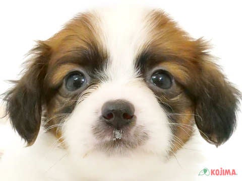 千葉県のパピヨン (コジマウエルケアセンター/2024年4月4日生まれ/女の子/ホワイトブラウン)の子犬