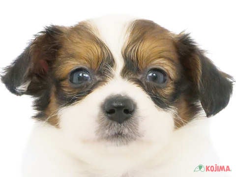 千葉県のパピヨン (コジマウエルケアセンター/2024年4月4日生まれ/男の子/ホワイトブラウン)の子犬