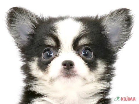 千葉県のチワワ(ロング) (コジマウエルケアセンター/2024年4月3日生まれ/男の子/ブラックタンホワイト)の子犬
