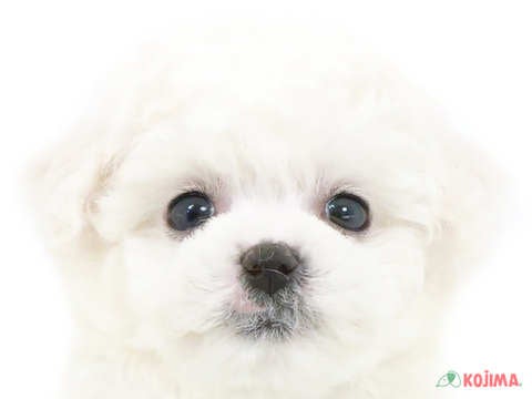 東京都のビションフリーゼ (コジマ国領店/2024年4月2日生まれ/男の子/ホワイト)の子犬