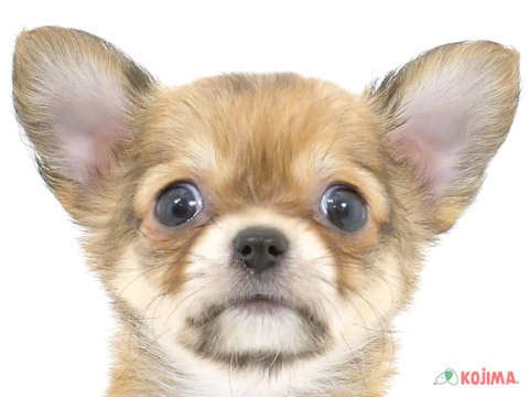 千葉県のチワワ(ロング) (コジマウエルケアセンター/2024年4月4日生まれ/女の子/フォーン)の子犬