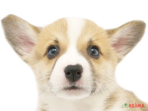 神奈川県のウェルシュコーギーペンブローク (コジマニトリモール相模原店/2024年4月2日生まれ/男の子/レッドホワイト)の子犬