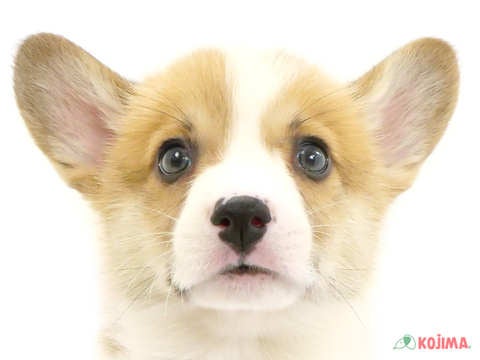 千葉県のウェルシュコーギーペンブローク (コジマウエルケアセンター/2024年4月2日生まれ/男の子/レッドホワイト)の子犬