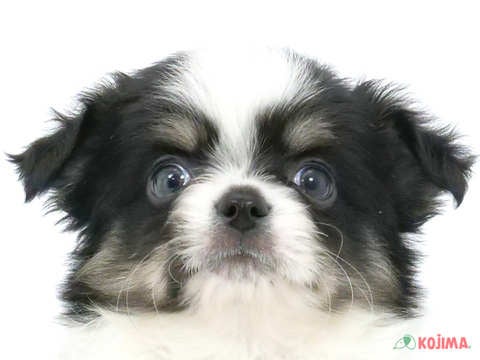 千葉県のチワワ(ロング) (コジマウエルケアセンター/2024年4月4日生まれ/男の子/ブラックタンホワイト)の子犬