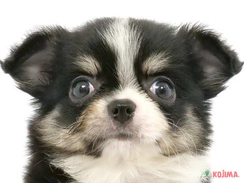 千葉県のチワワ(ロング) (コジマウエルケアセンター/2024年4月4日生まれ/男の子/ブラックタンホワイト)の子犬