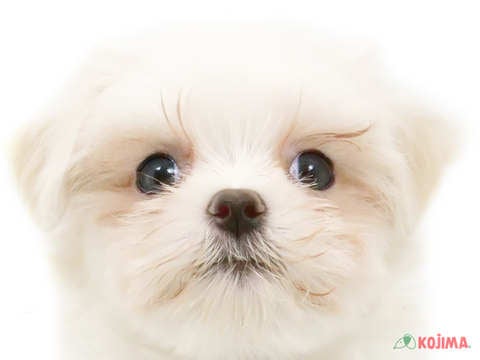 千葉県のマルチーズ (コジマウエルケアセンター/2024年4月2日生まれ/女の子/ホワイト)の子犬