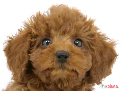 千葉県のトイプードル(トイ) (コジマウエルケアセンター/2024年3月26日生まれ/女の子/レッド)の子犬