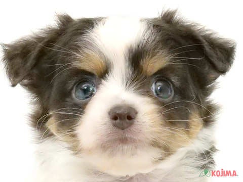 千葉県のハーフ犬 (コジマウエルケアセンター/2024年4月4日生まれ/男の子/ブルータンホワイト)の子犬