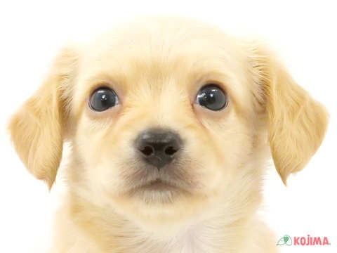 東京都のチワックス(チワワ×ダックス) (コジママチノマ大森店/2024年4月1日生まれ/男の子/イエロー)の子犬