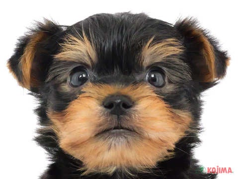 千葉県のヨークシャーテリア (コジマアリオ市原店/2024年4月2日生まれ/男の子/スチールブルータン)の子犬