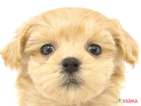 埼玉県のマルプー(マルチーズ×プードル) (コジマ和光店/2024年4月2日生まれ/女の子/アプリコット)の子犬