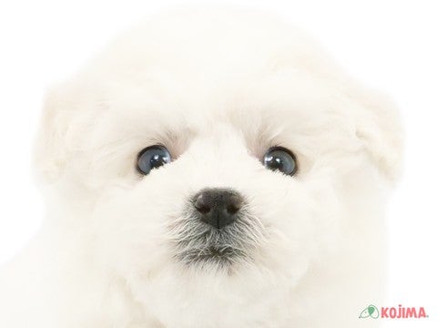 東京都のビションフリーゼ (コジマ国領店/2024年3月27日生まれ/男の子/ホワイト)の子犬
