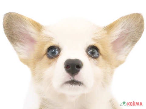 埼玉県のウェルシュコーギーペンブローク (コジマモラージュ菖蒲店/2024年4月2日生まれ/男の子/レッドホワイト)の子犬