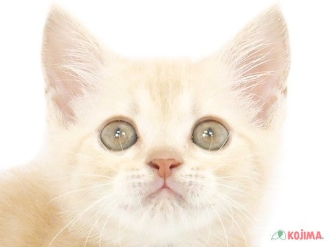 埼玉県のスコティッシュストレート (コジマアリオ深谷店/2024年4月2日生まれ/男の子/クリームタビー)の子猫