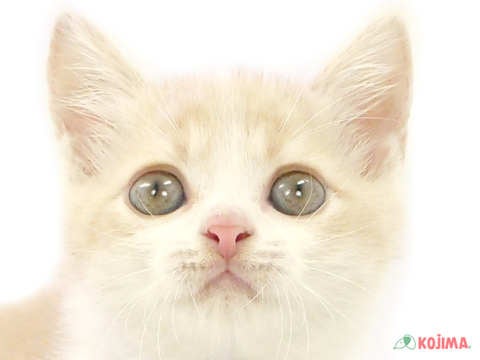 東京都のスコティッシュストレート (コジマアリオ亀有店/2024年4月2日生まれ/男の子/クリームホワイト)の子猫