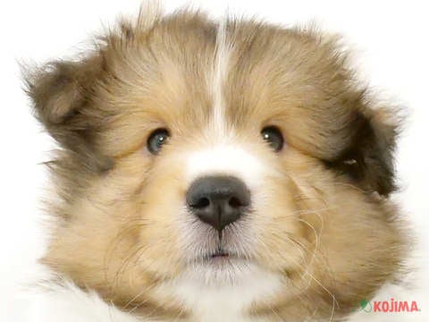千葉県のシェットランドシープドッグ (コジマアリオ市原店/2024年4月2日生まれ/男の子/セーブルホワイト)の子犬