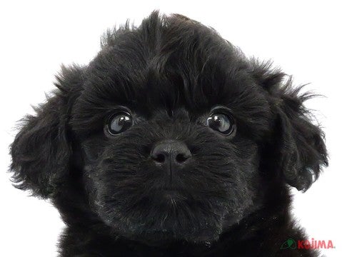 千葉県のハーフ犬 (コジマ四街道店/2024年4月1日生まれ/男の子/ブラック)の子犬