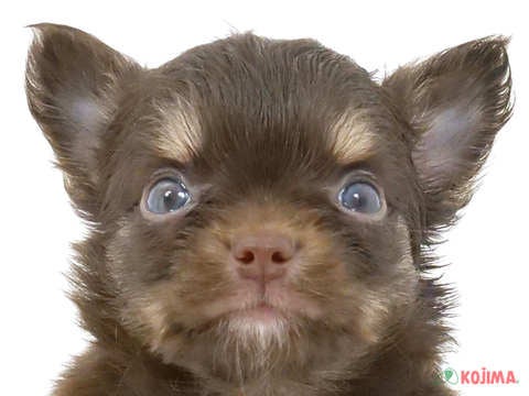 茨城県のチワワ(ロング) (コジマイーアスつくば店/2024年4月2日生まれ/男の子/チョコレートタンホワイト)の子犬