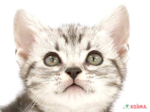 神奈川県のアメリカンショートヘアー (コジマアリオ橋本店/2024年3月31日生まれ/女の子/シルバータビー)の子猫