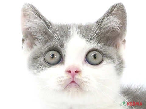 千葉県のブリティッシュショートヘアー (コジマアリオ蘇我店/2024年3月26日生まれ/男の子/ブルーホワイト)の子猫