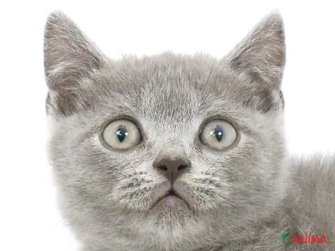 東京都のブリティッシュショートヘアー (コジマ田端店/2024年3月26日生まれ/男の子/ブルー)の子猫