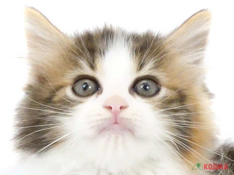 茨城県のノルウェージャンフォレストキャット (コジマイーアスつくば店/2024年3月27日生まれ/女の子/キャリコ)の子猫