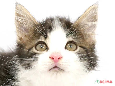 東京都のノルウェージャンフォレストキャット (コジマ町田店/2024年4月2日生まれ/男の子/ブラウンタビーホワイト)の子猫
