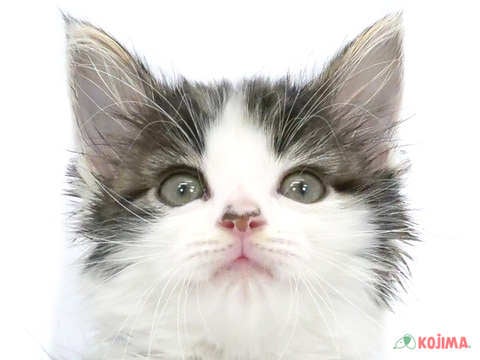 東京都のノルウェージャンフォレストキャット (コジマアリオ亀有店/2024年4月2日生まれ/女の子/ブラウンタビーホワイト)の子猫
