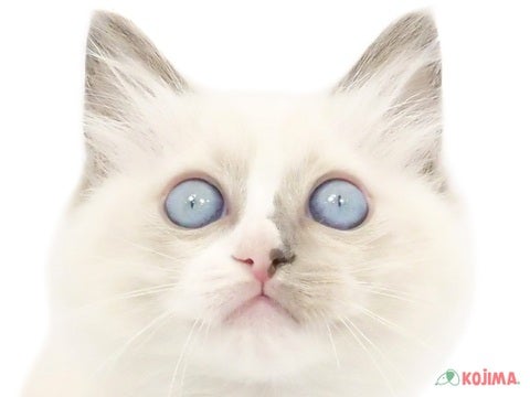 東京都のラグドール (コジマ国分寺店/2024年4月1日生まれ/女の子/ブルーポイントバイカラー)の子猫
