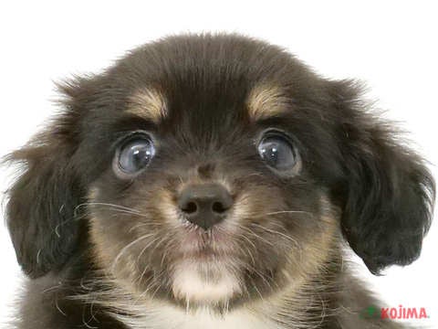 千葉県のチワックス(チワワ×ダックス) (コジマウエルケアセンター/2024年4月3日生まれ/男の子/ブラックタンホワイト)の子犬