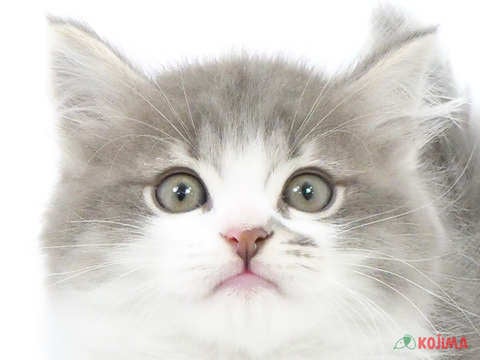 千葉県のミヌエット (コジマウエルケアセンター/2024年3月29日生まれ/男の子/ブルータビーホワイト)の子猫