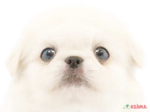 埼玉県のペキニーズ (コジマ和光店/2024年4月1日生まれ/男の子/ホワイト)の子犬