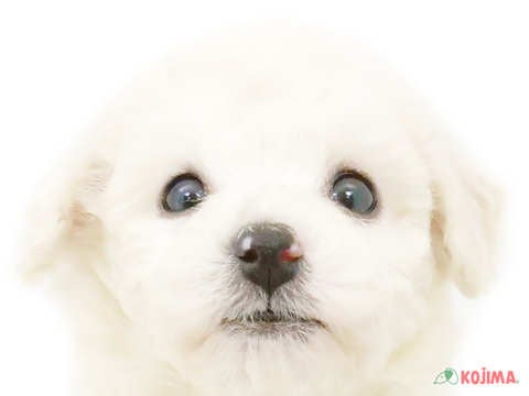 埼玉県のビションフリーゼ (コジマ三郷店/2024年4月1日生まれ/男の子/ホワイト)の子犬
