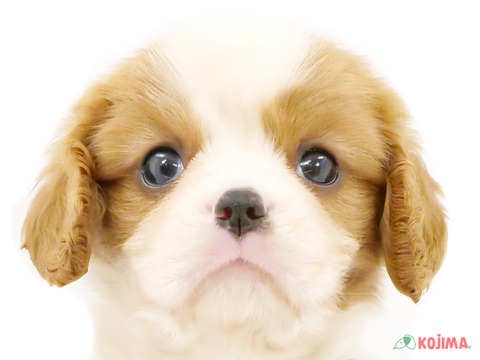千葉県のキャバリアキングチャールズスパニエル (コジマアリオ柏店/2024年4月1日生まれ/男の子/ブレンハイム)の子犬