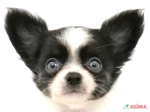 兵庫県のチワワ(ロング) (コジマ明石店/2024年4月3日生まれ/男の子/ホワイトブラックタン)の子犬