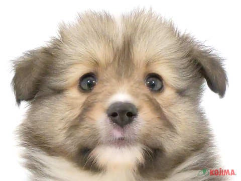 神奈川県のシェットランドシープドッグ (コジマベイタウン横浜本牧店/2024年4月6日生まれ/女の子/セーブルホワイト)の子犬