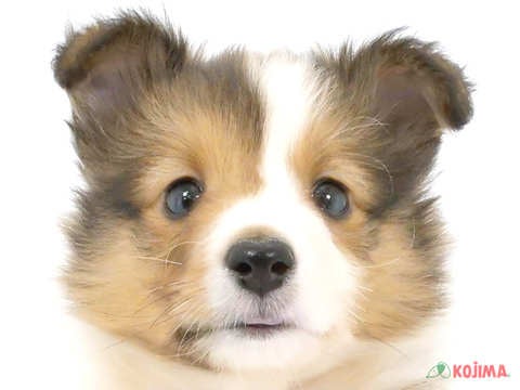 東京都のシェットランドシープドッグ (コジマ府中店/2024年3月30日生まれ/男の子/セーブルホワイト)の子犬