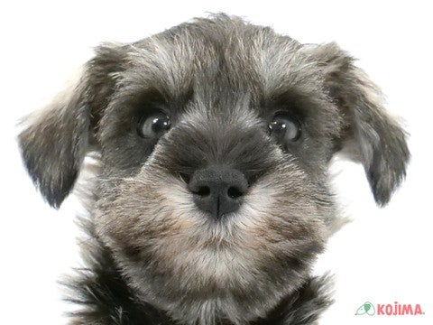 東京都のミニチュアシュナウザー (コジマソコラ用賀店/2024年4月6日生まれ/男の子/ソルトペッパー)の子犬