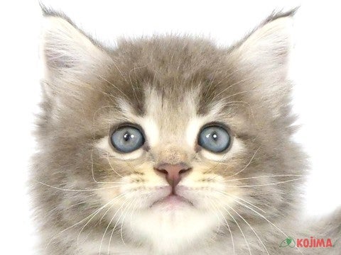 千葉県のサイベリアン (コジマアリオ柏店/2024年4月3日生まれ/男の子/ブルータビー)の子猫