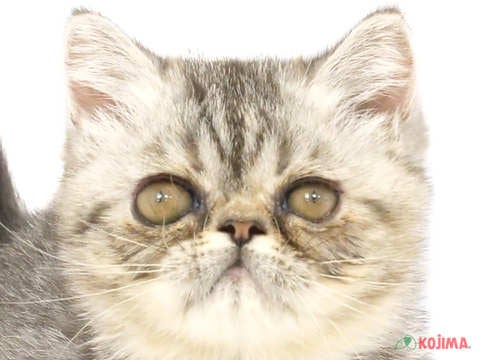 茨城県のエキゾチックショートヘアー (コジマイーアスつくば店/2024年4月3日生まれ/女の子/シルバーパッチッドマッカレルタビー)の子猫