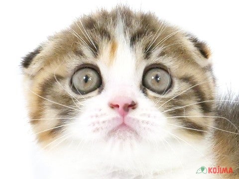 千葉県のスコティッシュフォールド (コジマ四街道店/2024年4月7日生まれ/女の子/ブラウンパッチドタビーホワイト)の子猫