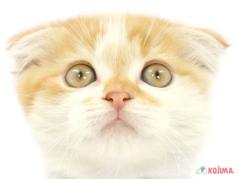 東京都のスコティッシュフォールド (コジマ西篠崎店/2024年4月7日生まれ/女の子/レッドタビーホワイト)の子猫