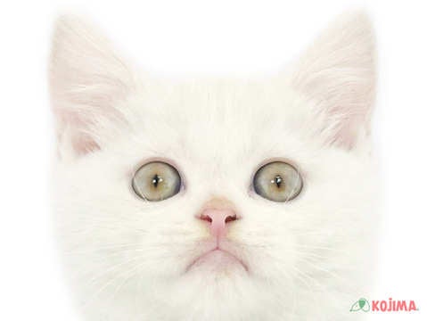 埼玉県のスコティッシュストレート (コジマ三郷店/2024年4月7日生まれ/男の子/クリームタビーホワイトバン)の子猫